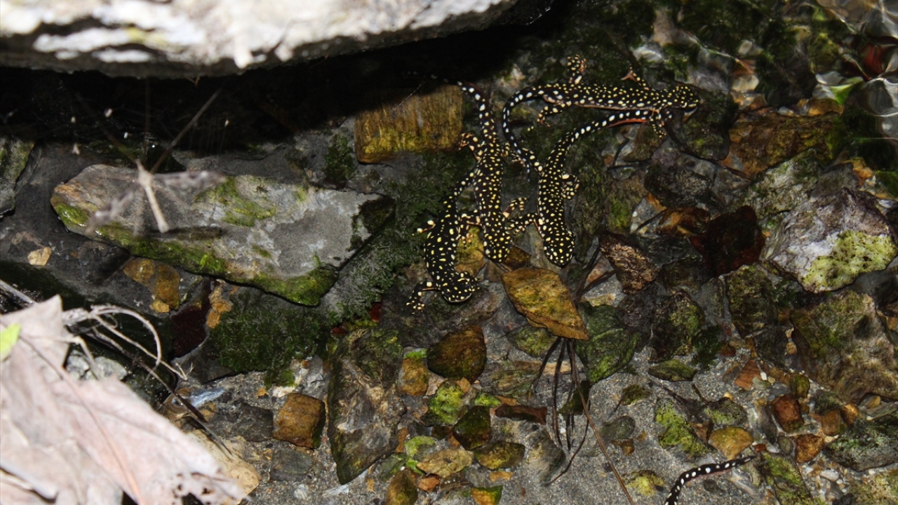 Vatandaşlardan Ebubekir Geylan da bu türü köye yakın akarsuda gördüklerini belirterek, "Bunların nesli tükenen bir hayvan olduğunu bilmiyorduk. Buraya yumurtalarını bırakıyorlar ve sürekli çoğalıyorlar." dedi.