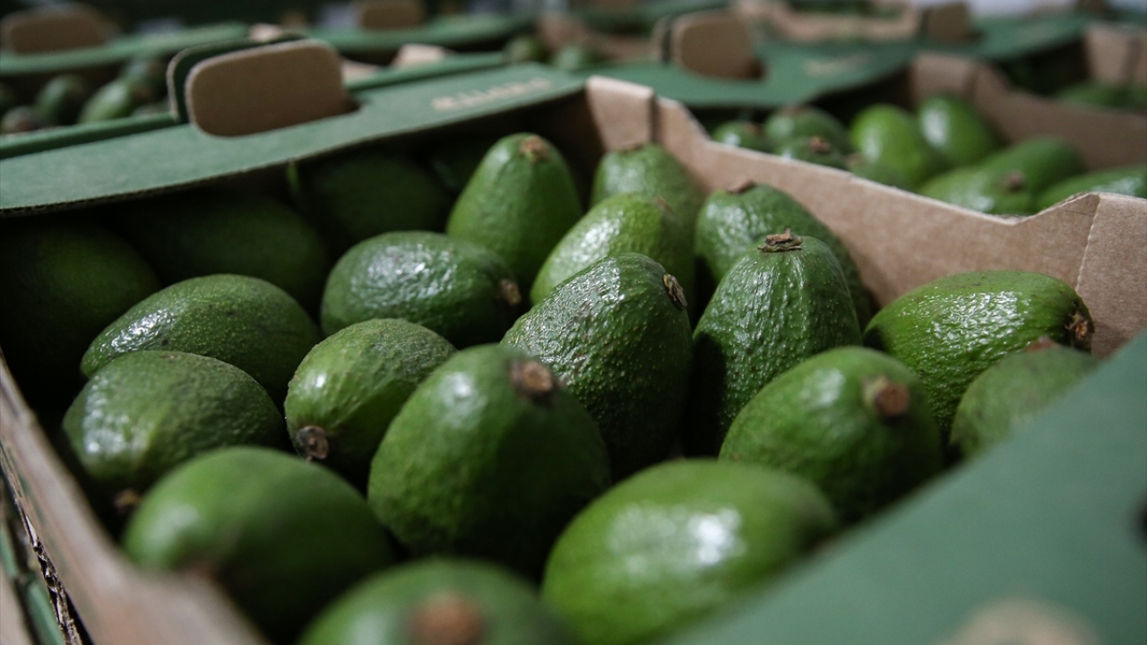 Türkiye İstatistik Kurumu verilerine göre, son 5 yılda Türkiye`de yaklaşık 14 bin ton avokado üretildi, yaklaşık 2 milyon 79 bin dolarlık ihracat gerçekleştirildi. 