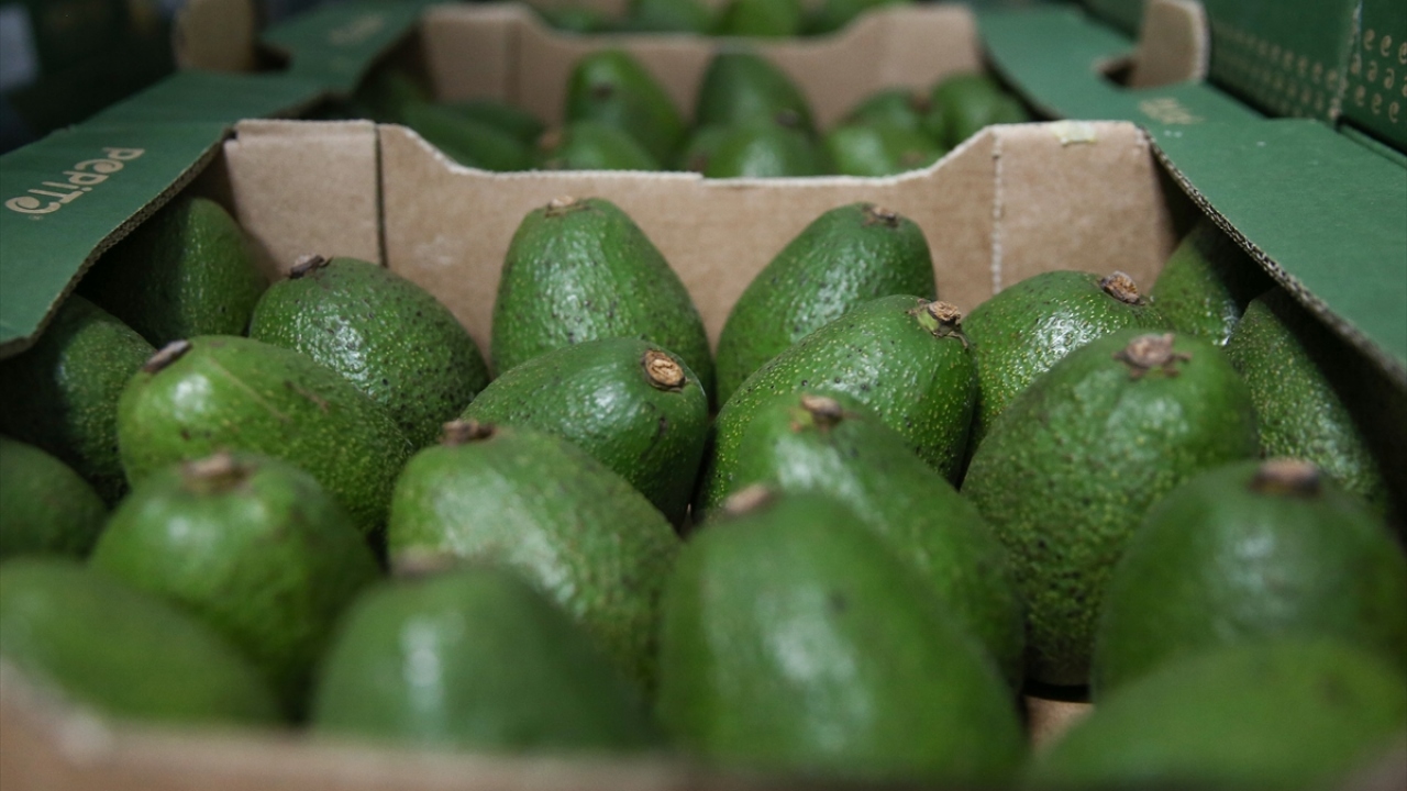 Rusya, Romanya, Ukrayna ve Almanya başta olmak üzere 33 ülkeye avokado ihraç eden Türkiye, ihracat rakamını da son 5 yılda 41 kat artırdı. 