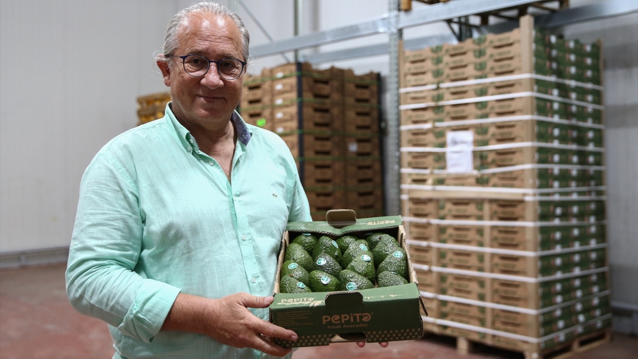 Geçen sene avokado üretimi de bir önceki yıla göre yüzde 33 artarak 4 bin 209 tona yükseldi. Üretimin tamamı Akdeniz Bölgesi`nde yapıldı. 