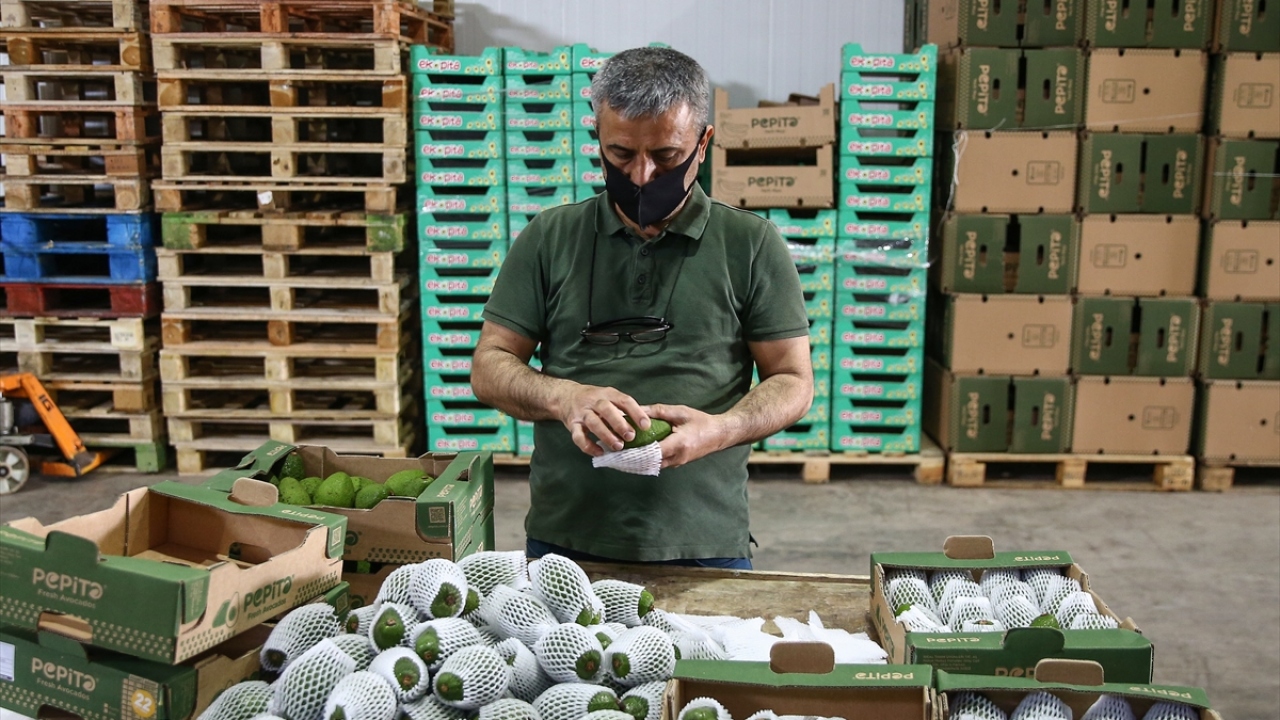 Batı Akdeniz İhracatçılar Birliği verilerine göre de bu yıl avokado ihracatında artış gözlendi.