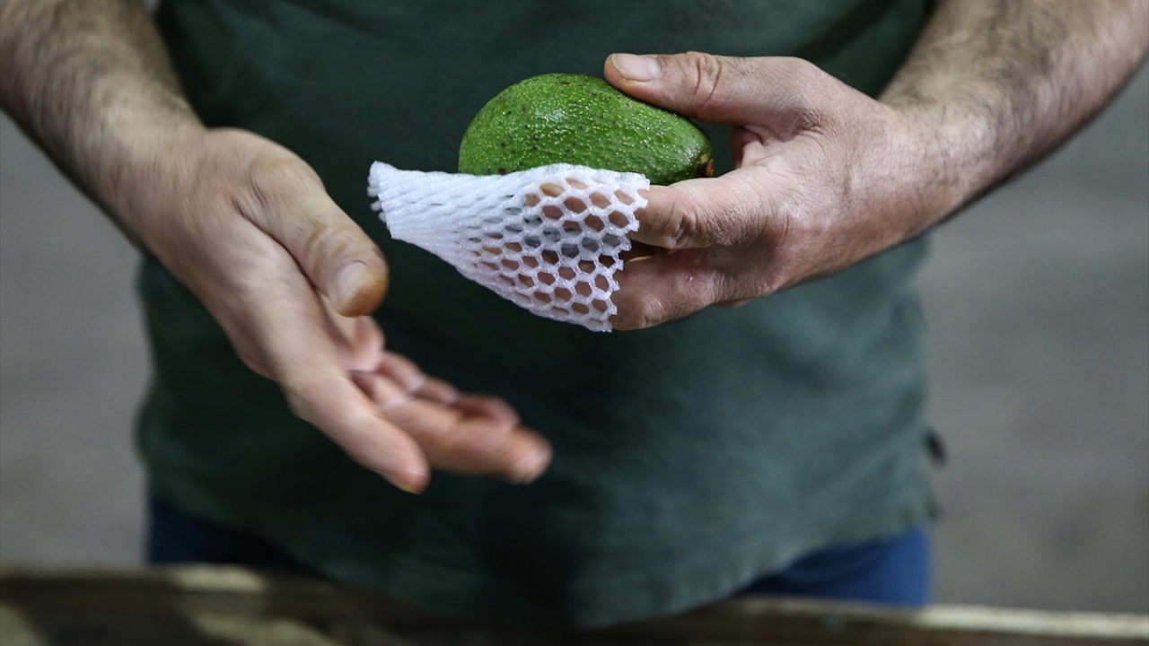 Tropikal meyve ihracatı yapan bir firmanın genel müdürü Ufuk Güngör, Türkiye`de avokado üretiminin eylül ile mayıs arasında gerçekleştiğini, ağırlıklı olarak bu dönemde ihracat gerçekleştirdiklerini söyledi. 