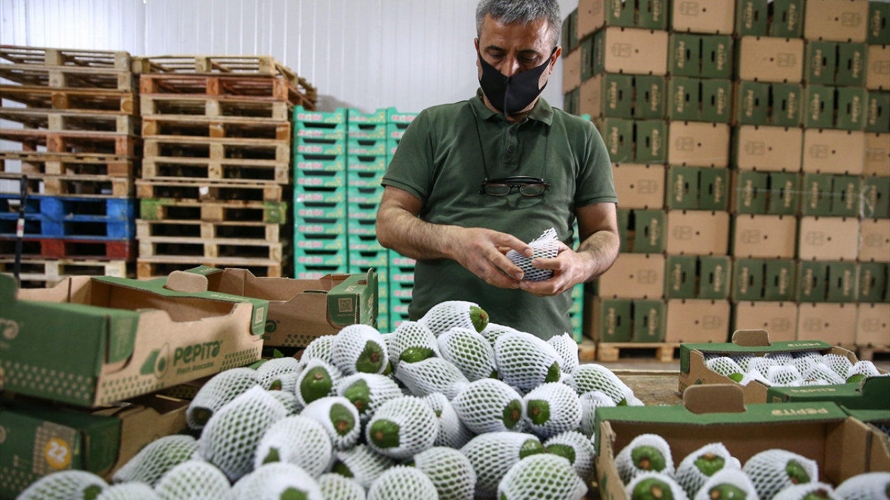 Dünya pazarında çok ciddi talep gören meyve