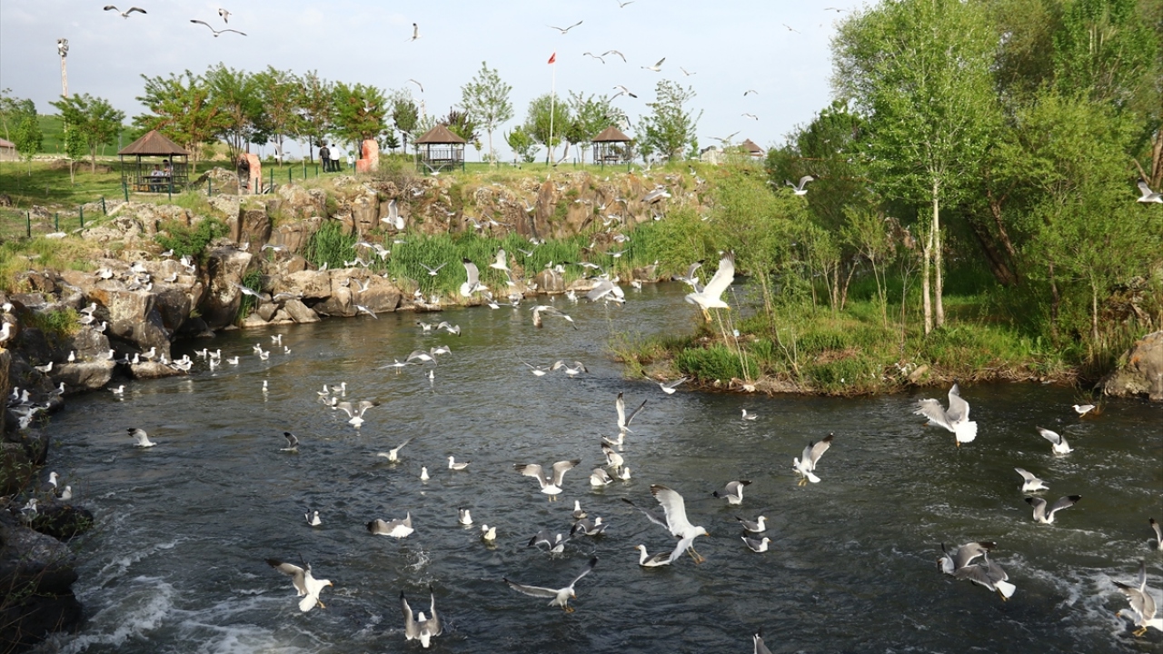Bölgeye gelen vatandaşlardan Berna Seven, yaptığı açıklamada, her yıl balık göçünü izlemek için Bendimahi Çayı`na geldiğini söyledi.