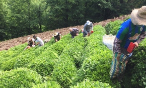 Koronavirüse yakalanan köylünün çayı imece usulüyle toplandı