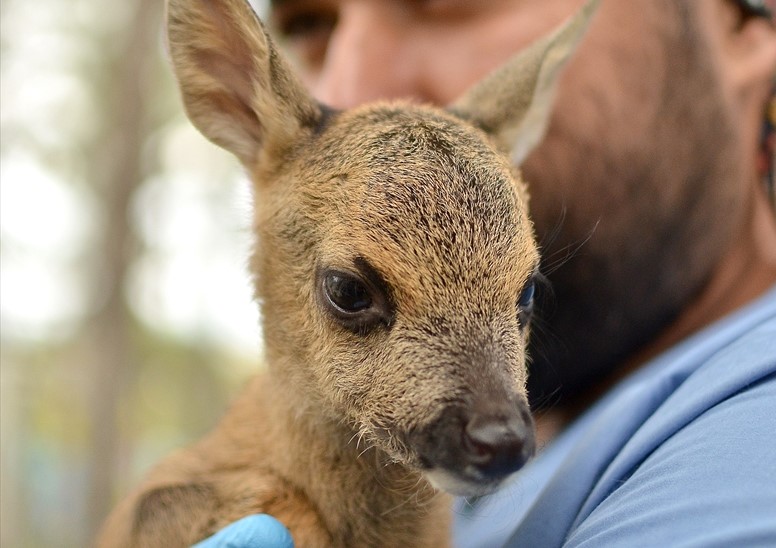 Kısa sürede bölgeye gelen ve anne karacayı bulmak üzere çalışma başlatan görevliler, sonuç alamayınca yavruyu yırtıcı hayvanlardan korumak için Çorum Belediyesi Hayvan Bakım ve Rehabilitasyon Merkezine getirdi. 