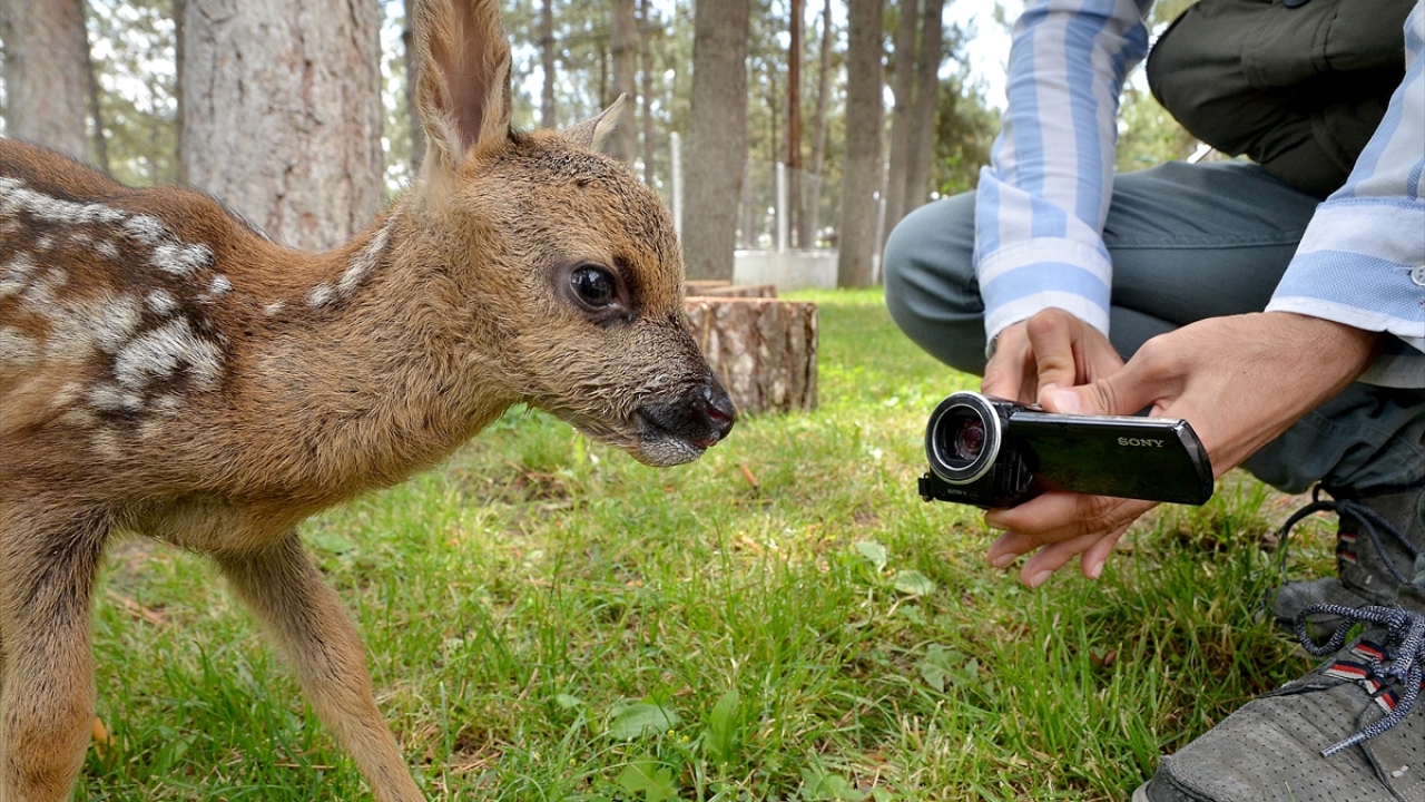 Çampınar köyünde arazide karaca yavrusu bulan vatandaşlar, durumu Doğa Koruma ve Milli Parklar Çorum Şube Müdürlüğüne bildirdi.