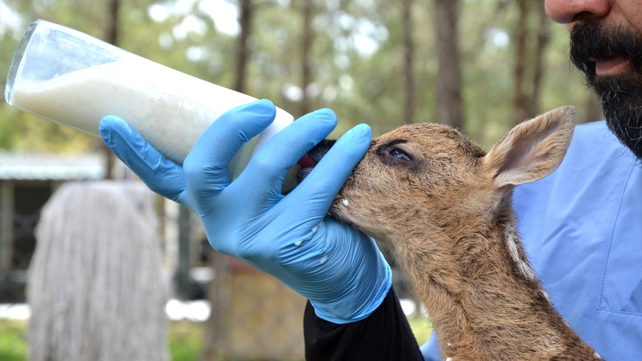 Buradaki ilk muayenesinde sağlık problemi olmadığı tespit edilen karaca, koruma altına alındı. 