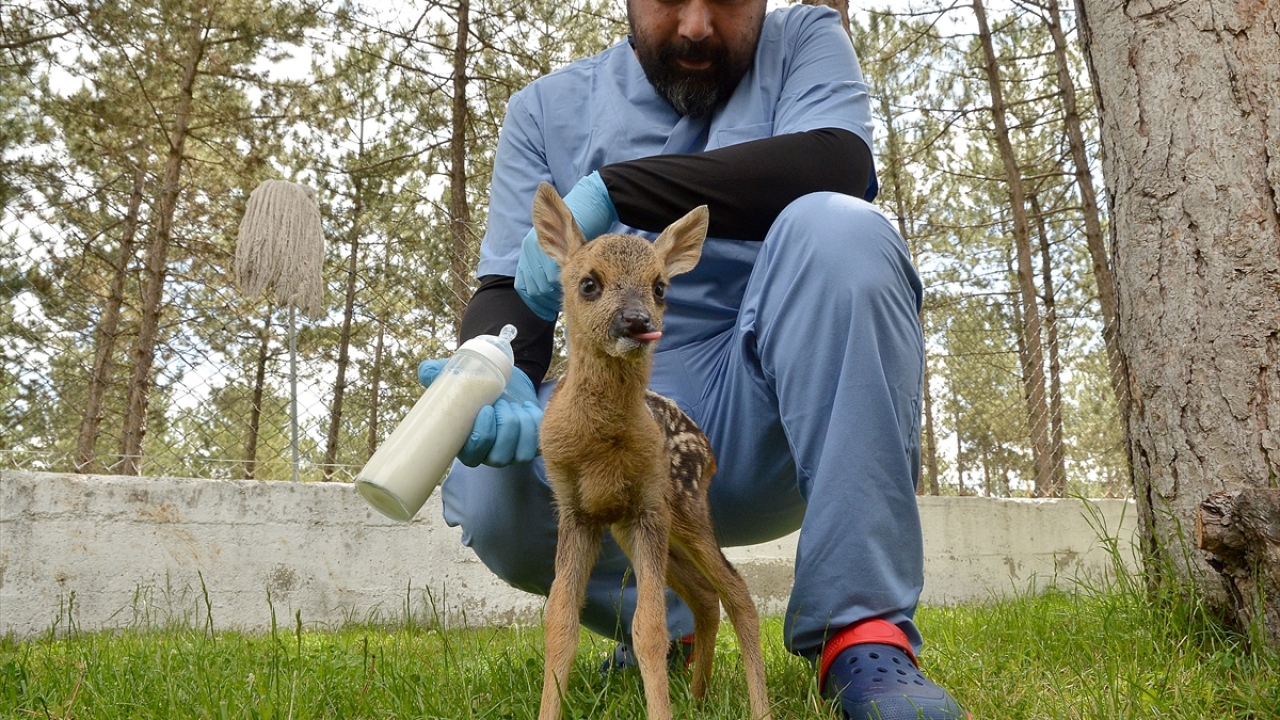 Veteriner hekim Mehmet Gültekin, gazetecilere yaptığı açıklamada, erkek karacanın henüz 20 günlük olduğunu söyledi. 