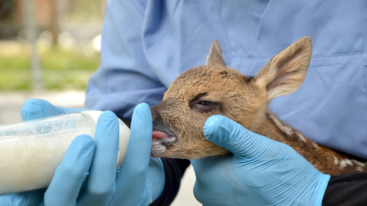 Yavru karacanın 3-4 ay bakım merkezinde kalacağını dile getiren Gültekin, "Büyüdüğünde Çorum Sıklık Tabiat Parkı Yaban Hayatı Fauna Alanı`na bırakacağız. Yaşamına orada devam edecek." diye konuştu.