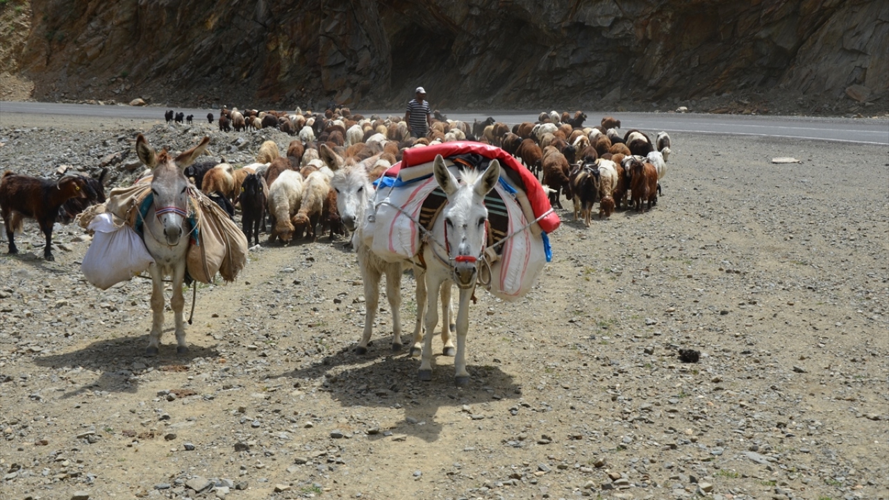 Yaz mevsiminde havası serin, otlakları verimli olan Kozma dağı ve Şenyayla bölgesine gelen göçerler, hayvanlarıyla çıktıkları zorlu yolculukla kilometrelerce yol kat ediyor.