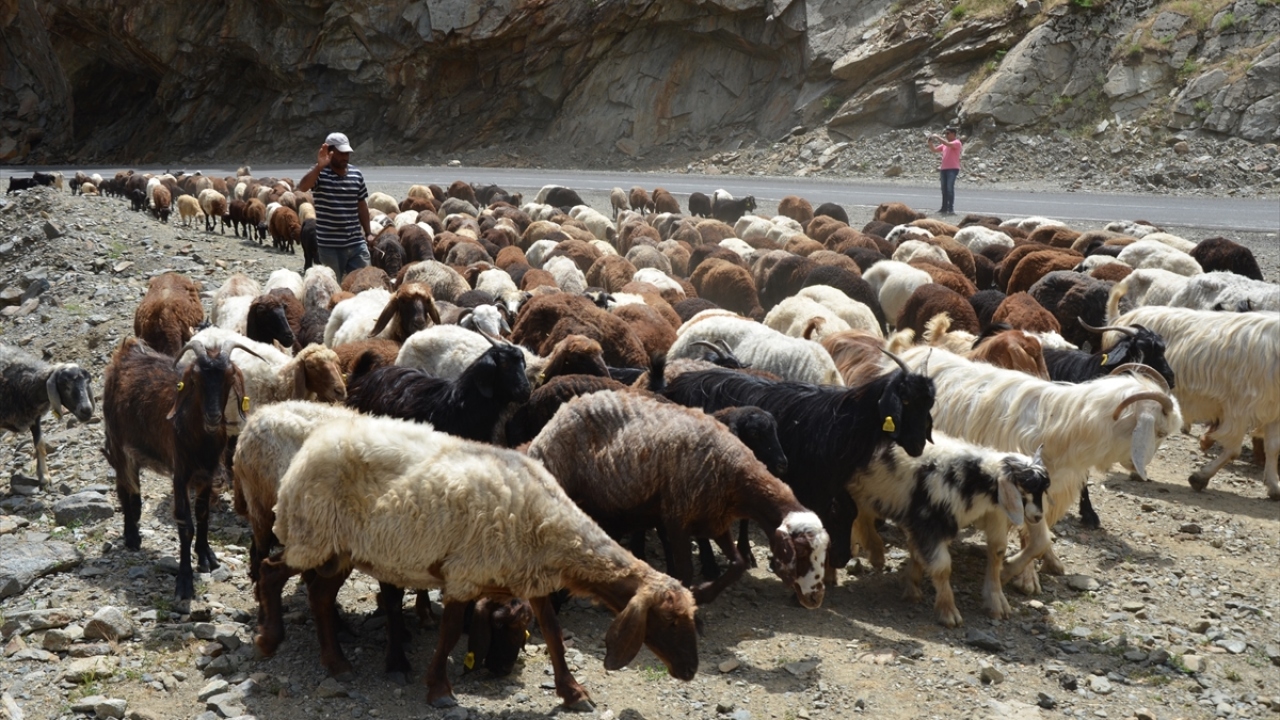 Geldikleri yaylalarda çadır kurarak yaklaşık 5 ay konaklayan göçerler, havaların soğumaya başlamasıyla memleketlerine dönüyor. 