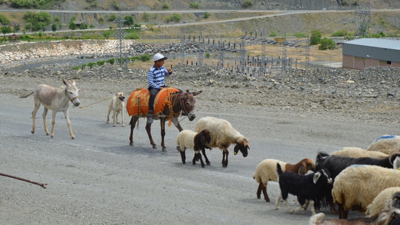 Zengin bitki örtüsünün bulunduğu alanlarda hayvanlarını otlatan göçerler, yaz boyunca elde ettikleri sütle yaptıkları ürünleri satarak geçiniyor. 