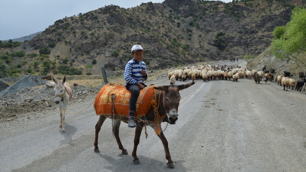 Diyarbakır`ın Kulp ilçesinden gelen göçerlerden Abdüssamed Korkut, her yıl havaların ısınmasıyla Muş`un Şenyayla bölgesine gelerek konakladıklarını söyledi. 