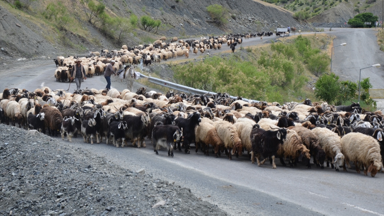"Terörün azalmasıyla hayvan varlığı arttı"