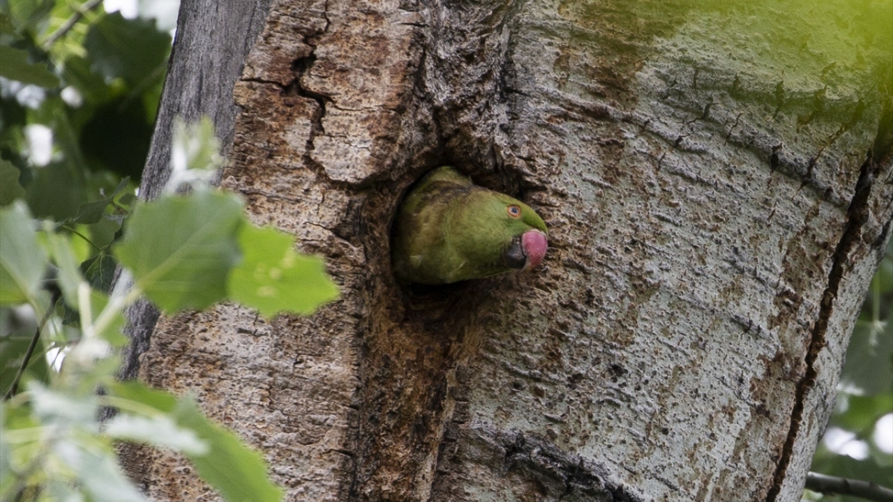 Ankara`nın çeşitli yerlerinde görülen ve kökeni tropikal Asya ile Afrika olan yeşil papağanlar, Kuğulu Park`ta gözlendi.