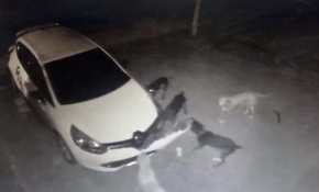 Köpekler otomobilin tamponunu parçaladı