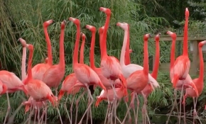 Dünyadaki türler hızla yok oluyor