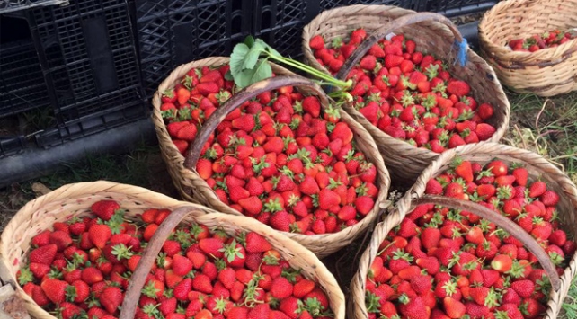 Kandıra çileğinin hasadı başladı