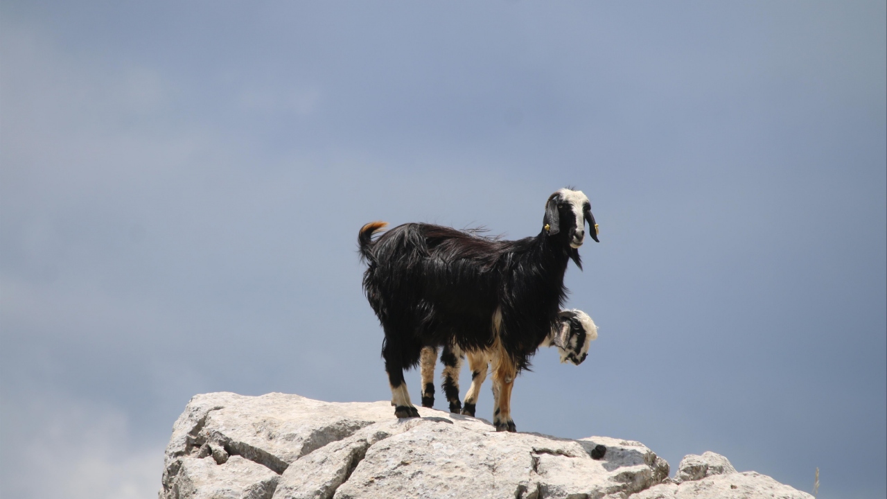 Uslu, günlük ortalama 10 kilo keçi peyniri yapıp salamura ettiklerini belirterek 