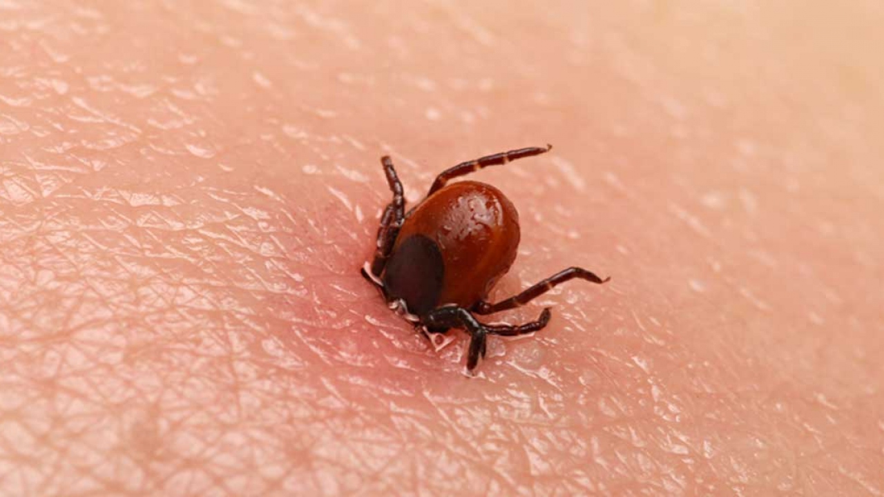 Hastalığının Belirtileri Nelerdir?