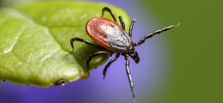 Kırım Kongo Kanamalı Ateşi Hastalığı nedir?