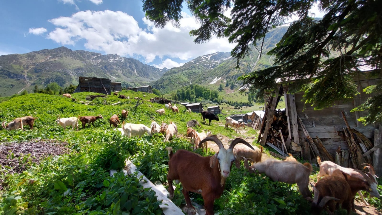 Hayvanlarını yaylaya götüren İsmail Avcı, AA muhabirine yaptığı açıklamada, birkaç saat süren yolculuğun ardından yaylaya vardıklarını belirterek,