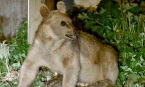 Mahalleye inen boz ayı çöpte yemek aradı