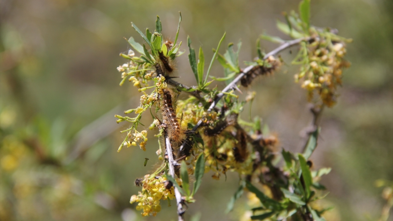 Kardere köyü muhtarı Edip Arslan, bölgede geçen yıl tırtıl kozası yoğunluğu yaşandığını söyledi. 