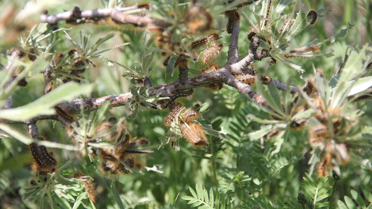 Kardere, Söğütözü, Evrencik, Çaylıca, Bolucan, Çamurcu, Aşağımescit köyleri ile mezralarında yoğun tırtıl istilası olduğuna değinen Arslan, şunları kaydetti: