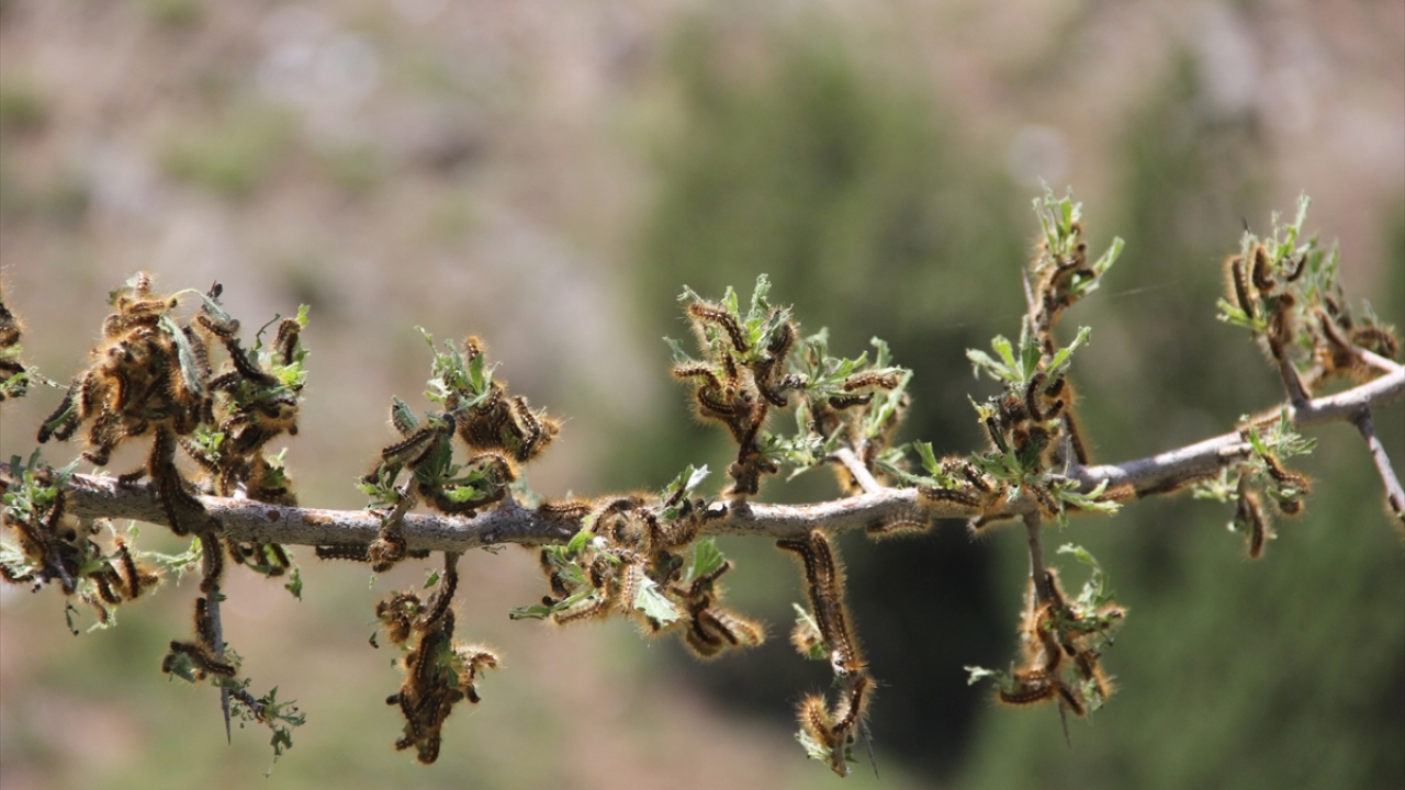 Kardere, Evrencik, Söğütözü, Bolucan, Aşağımescit, Çaypınar köyleri ve mezralarının olumsuz etkilendiği tırtıl istilası nedeniyle meşe ağaçları başta olmak üzere birçok bitki zarar gördü.