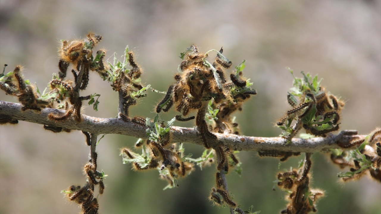 Arslan, geçen sene oluşan tırtıl kozalarının, ilkbaharda ağaçların yeşermesine müsaade etmediğini ve hiç birinde yaprak oluşmadığını ifade etti. 