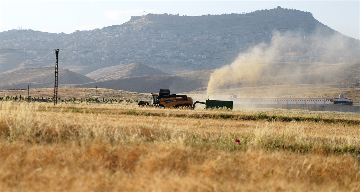 Güneydoğu Anadolu Bölgesi`nin önemli tarımsal üretim merkezlerinden Mardin`de baharın yağışlı geçmesi sayesinde üreticiler tarlalarından yüksek buğday verimi aldı.