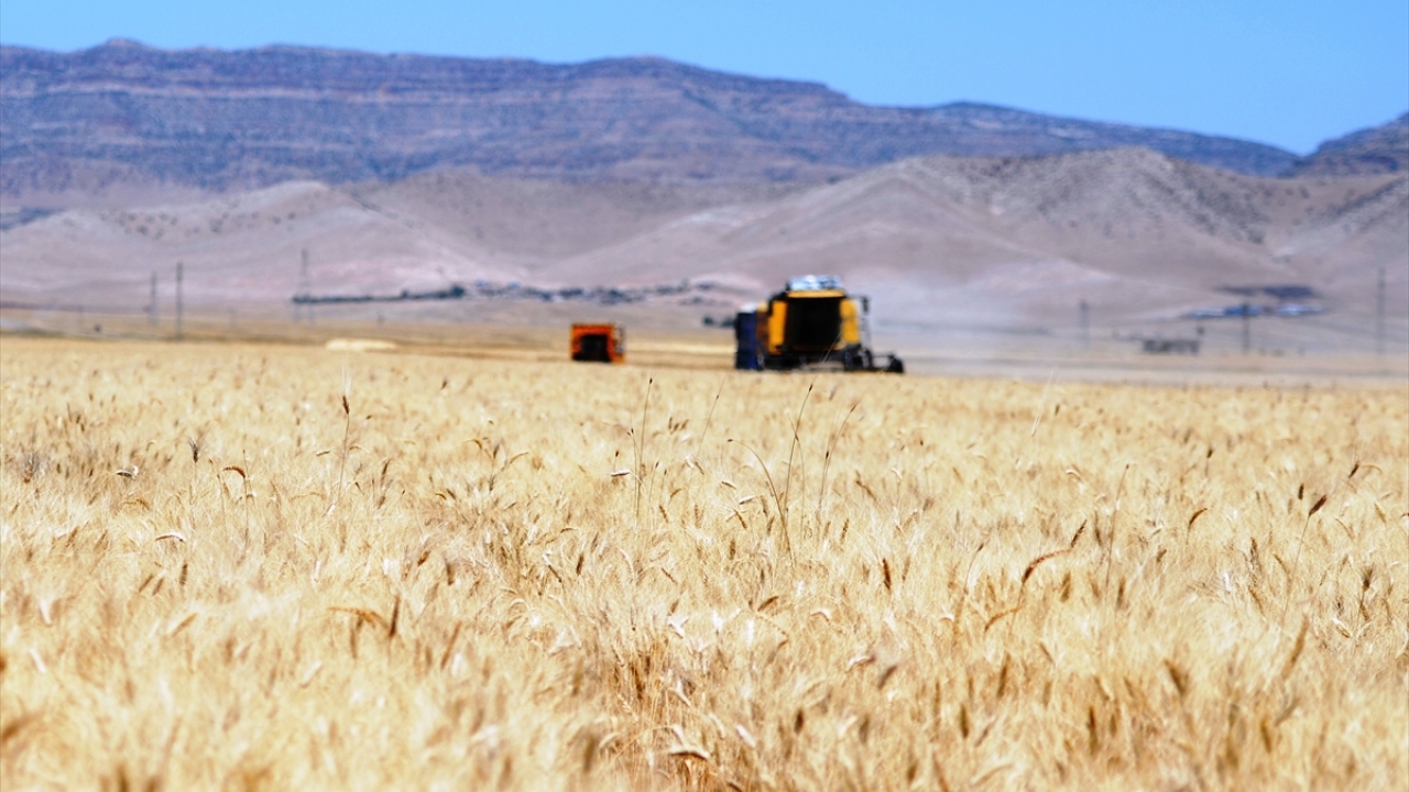 Kamyonlarla Kızıltepe Hububat Ticaret Merkezi`ne getirilen buğdayın kilogramını çeşidine göre 1,70 ile 1,85 lira arasında fiyatla satan üreticinin yüzü yüksek verim ve fiyat dolayısıyla güldü.