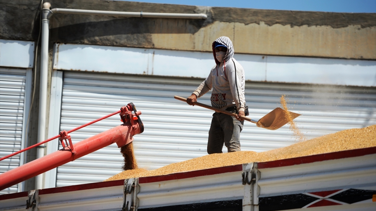 Kızıltepe Hububat ve Ticaret Merkezi Başkanı Mehmet Şerif Öter, yaklaşık 3 milyon dönüm hububat ekili araziye sahip Mardin Ovası`nda arpa ve mercimek hasadının ardından buğday hasadına başladıklarını söyledi.