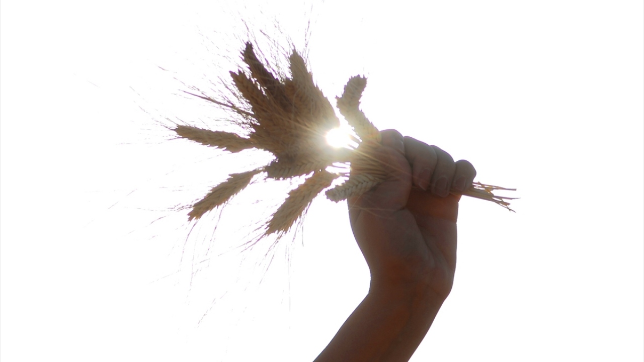 Mardin`de hububat ekili alanın yüzde 80`inin buğdaydan oluştuğunu belirten Öter, bu yıl rekoltede geçen yıla göre yaklaşık yüzde 20-30 artış olacağını kaydetti.