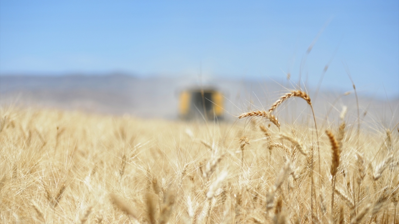 İl genelinde buğday rekoltesinin bu yıl 1 milyon 500 bin ton civarında gerçekleşmesini beklediklerini dile getiren Öter, "Geçen sene dönüm başına 400 kilogram ürün alırken, bu yıl 500 kilogramın üzerinde verim alıyoruz. Hatta bazı yerlerde 600-700 kilogra
