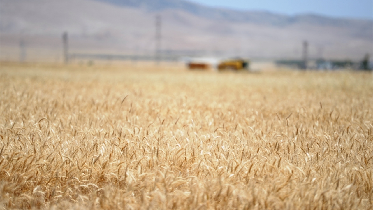 "Allah`a binlerce kez şükürler olsun, hasat çok iyi"
