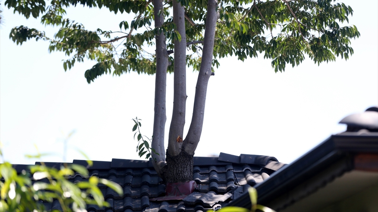 Astsubay Çavuş Şevkiye Özdere, nizamiye binasını, hurma ağacını da içine alacak şekilde projeyi yeniledi.