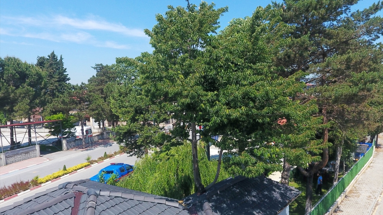 Görenler tarafından da beğenilen projede yer alan hurma ağacı ise jandarma personelince karakolun "daimi nöbetçisi" olarak adlandırılıyor. 