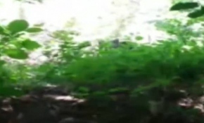 Tellere takılan ayı kurtarma ekibini kovaladı