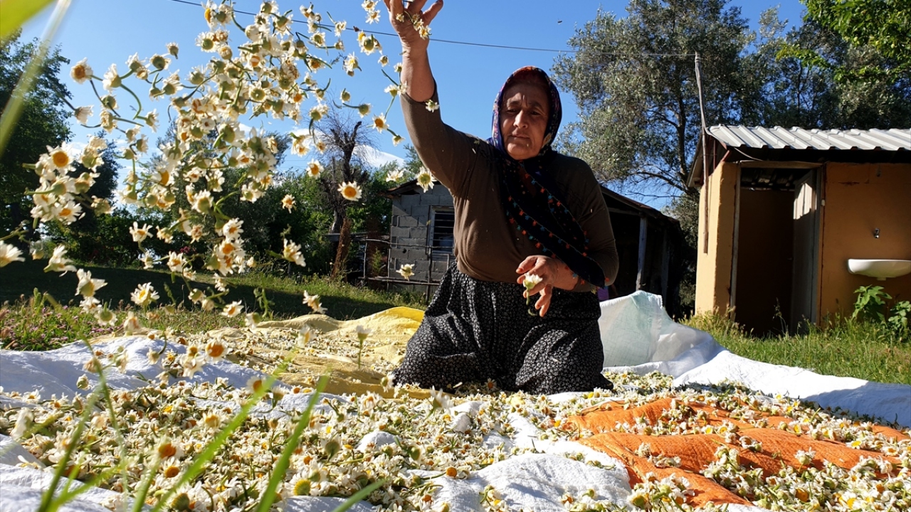 Kadirli ilçesinde, Torosların eteklerinde doğal şekilde bolca yetişen papatyaları kadınlar özenle toplayıp evlerine getiriyor. Kadınlar, papatyaları daha sonra evlerinin avlusu veya damına sererek kurumaya bırakıyor.