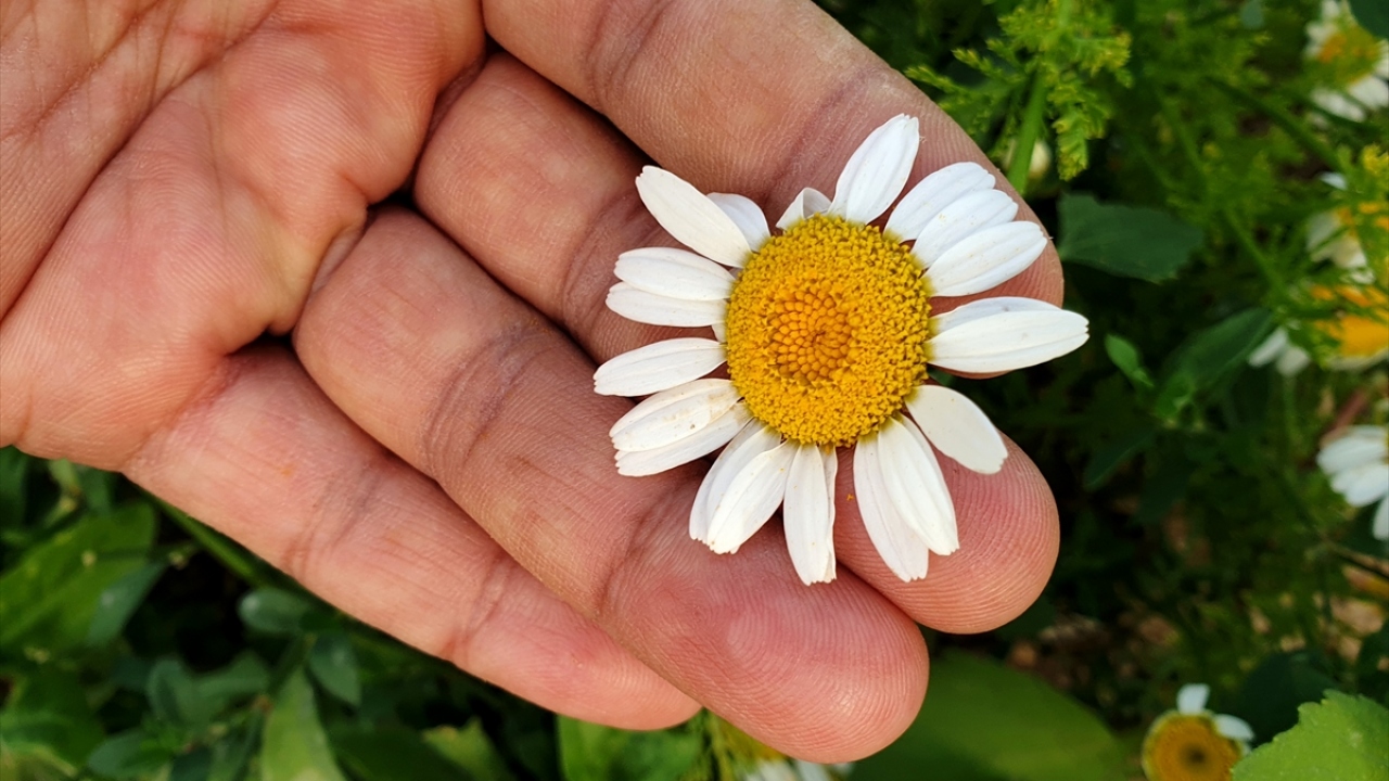Kadınlar, papatya sayesinde hem aile bütçesine hem de ülke ekonomisine katkı sağlıyor.