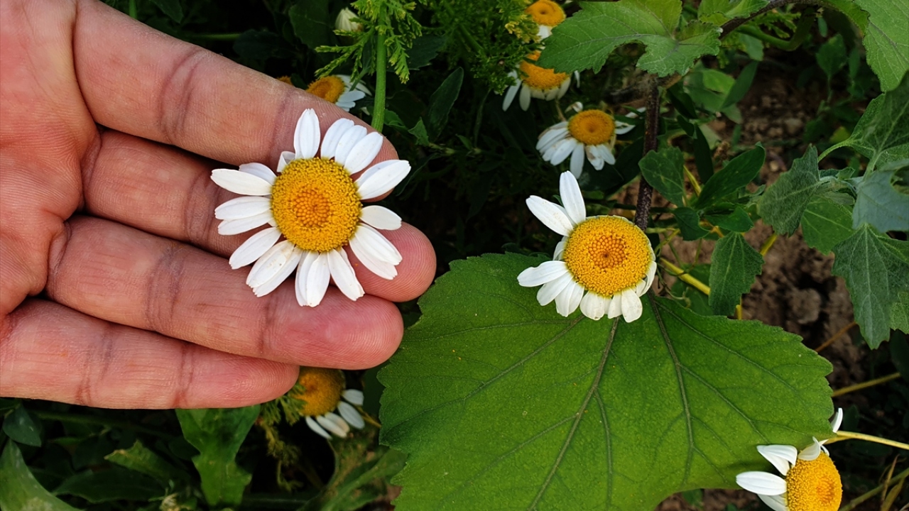 "Zahmetli iş ama üretime önemli katkısı oluyor"