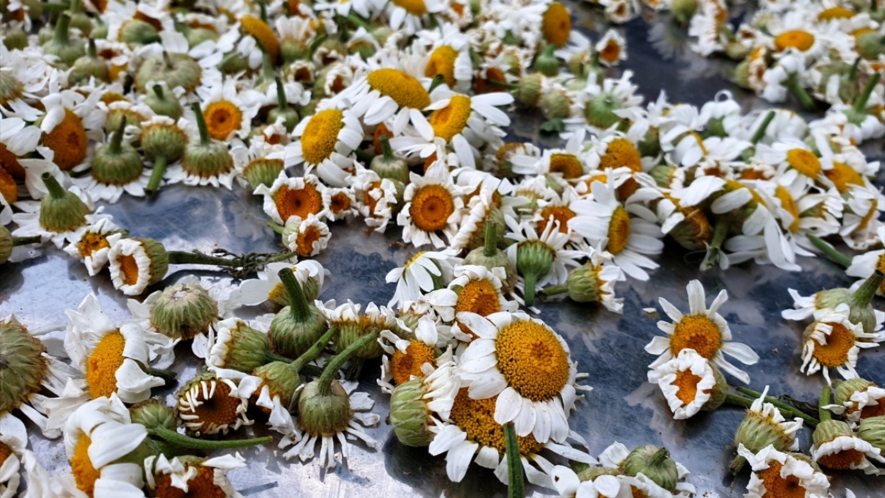 Kızyusuflu köyünde yaşayan Rahime Savrun da her yıl mayıs ve haziran aylarında dağlardan topladığı papatyaları tek tek ayıkladıktan sonra kurutup sattığını belirterek, aile ekonomisine katkı sağladığını belirtti. 