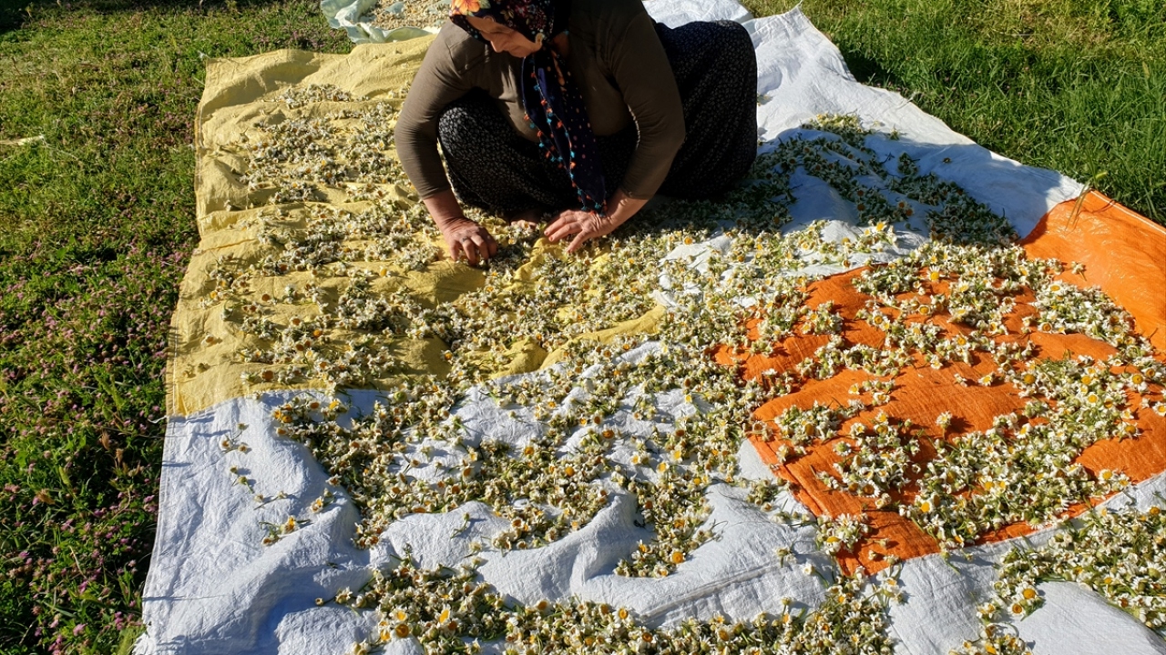 İlçede 30 yıldır papatya çiçeği alımı yapan Hüsne Çığşar ise her yıl ortalama 3- 4 ton papatyayı İzmir`e gönderdiğini, çiçeklerin burada ilaç, kozmetik ve gıda gibi birçok sektörde kullanıldığını dile getirdi.