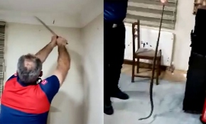 Kartonpiyer kesilerek çıkarılan yılanlarlar doğaya salındı