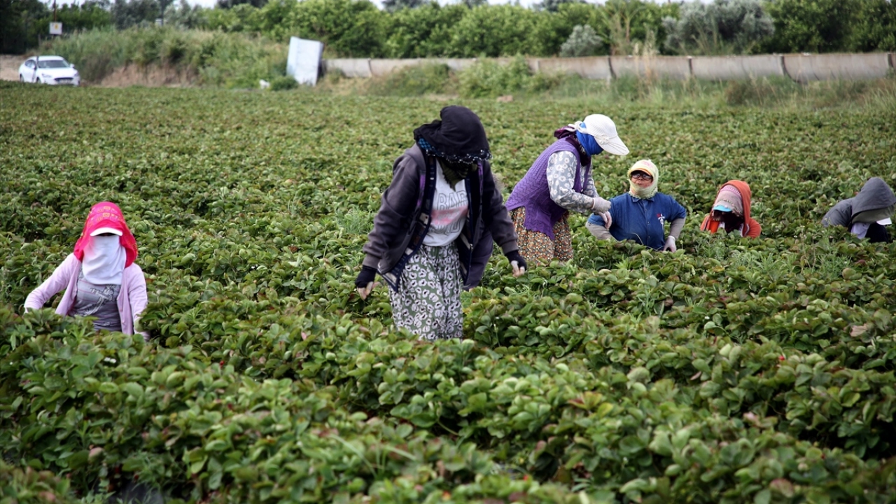 Çukurova sıcağına aldırış etmeden çalışan kadınlar tek tek ve özenle topladıkları çilekleri alandaki kasalara yerleştiriyor. 
