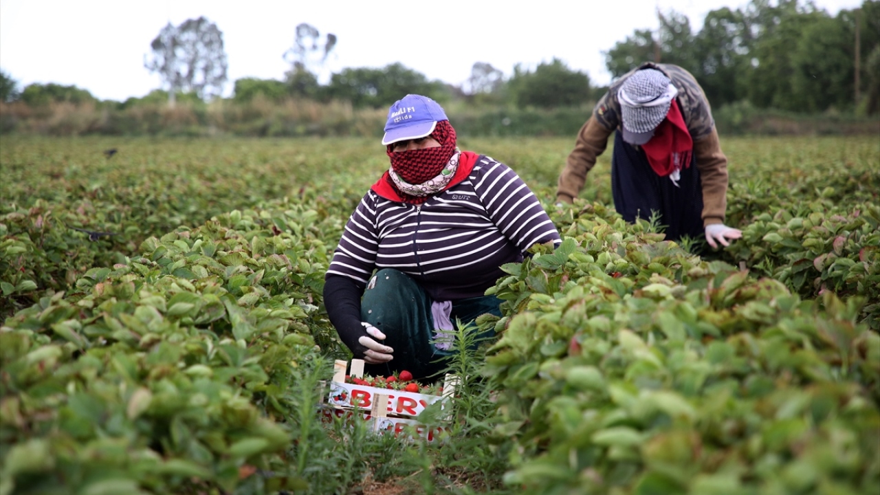 Erkek işçilerin kamyonlara yüklediği çilekler yurt içi ve yurt dışına gönderiliyor.