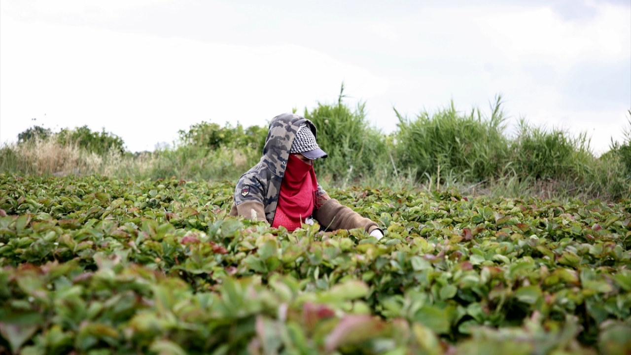 Yaklaşık 8 saat mesai yaparak geçimlerinin büyük bir bölümünü çilek hasadından kazanan kadınlar, ev ekonomilerine de katkıda bulunuyor. 